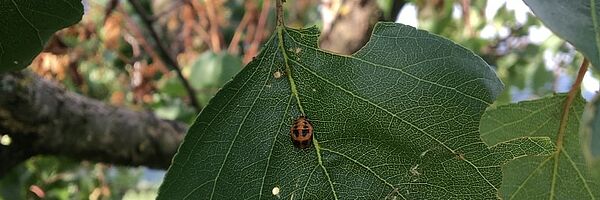 [Translate to Deutsch:] Larve coccinelle. Photo: Flore Araldi, FiBL.