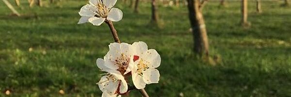 [Translate to Deutsch:] Abricotier fleur. Photo: Flore Araldi, FiBL.