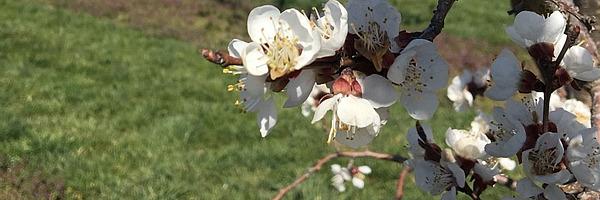 [Translate to Deutsch:] Abricotier fleur. Photo: Flore Araldi, FiBL.